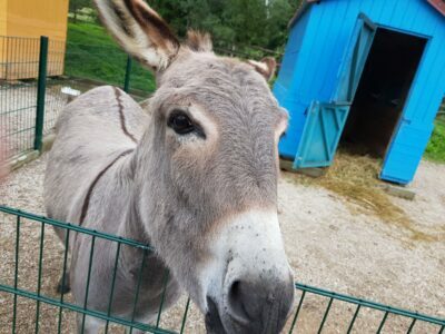 Konji, kobile in vohuni ljubljanskega Dnevnika